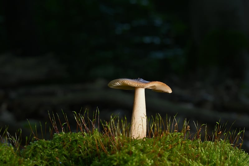 Magical Forest Wedding